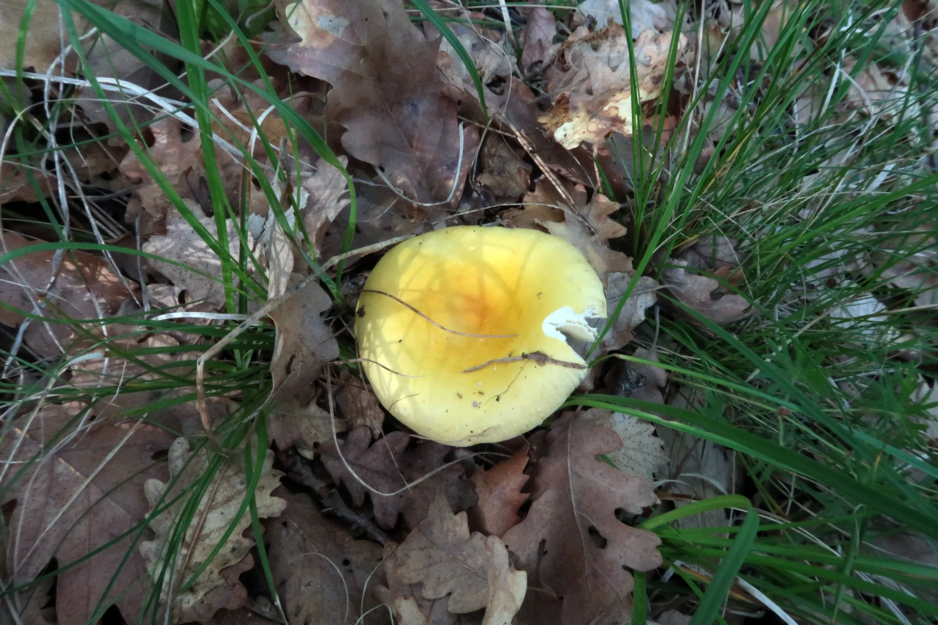 Russula aurea - 1 - IMG_5184